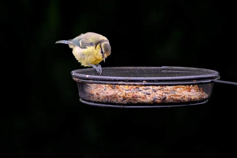 DIY Recycled Bird Feeders